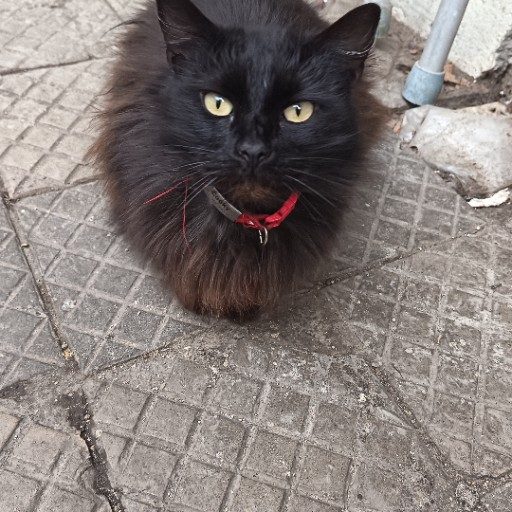 Josefa 